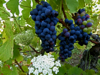 les raisins bleus2
